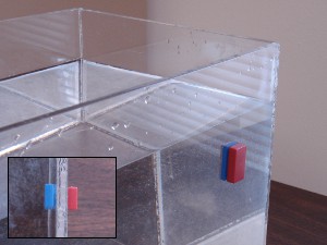 Plastic magnets being used inside of a fish tank