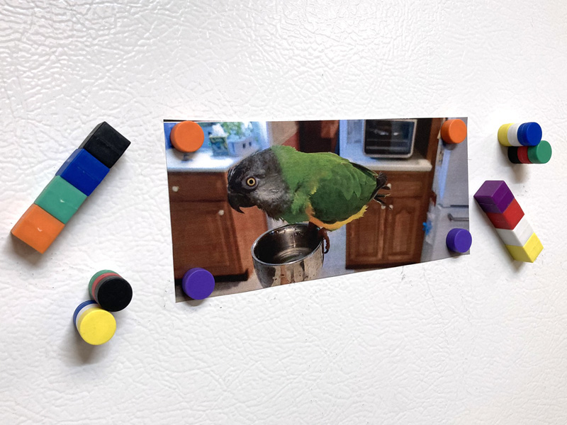 Variety of fridge magnets holding a photo and decorating fridge