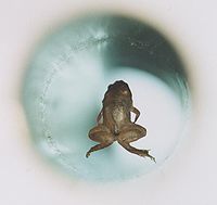 Floating frog with magnets