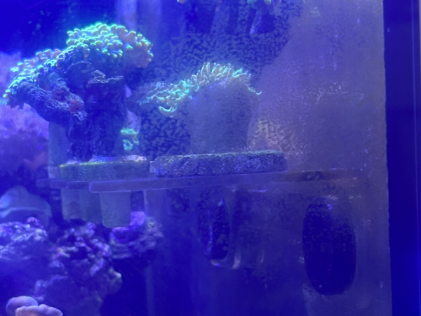 Reef safe magnets holding up coral to glass wall in tropical aquarium